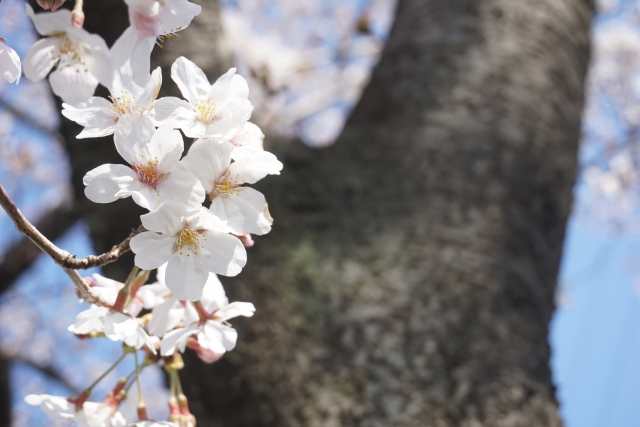 桜の花の写真