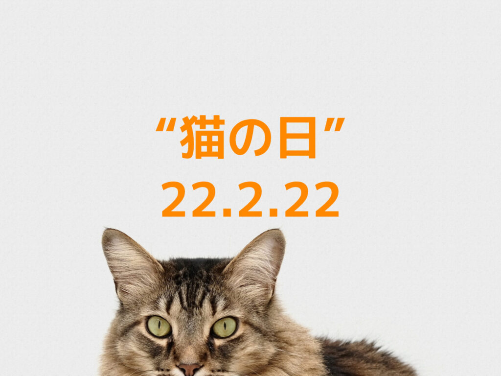 猫の写真